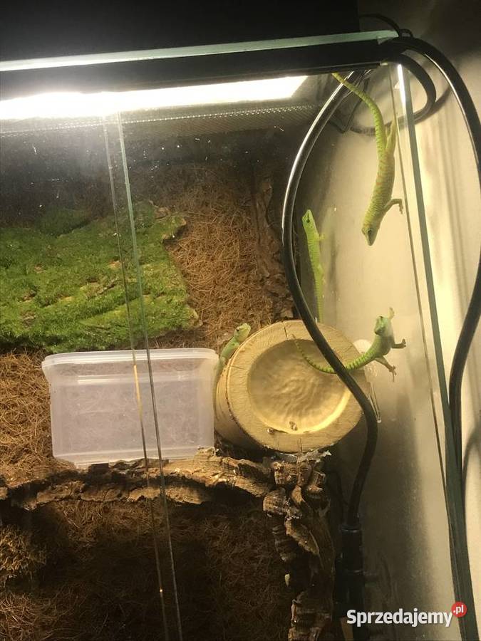 Phelsuma madaskarska Bochnia