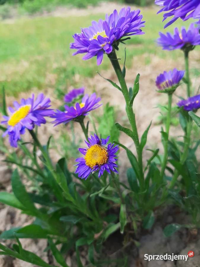 Aster Marcinek fioletowy niski wieloletni Lublin