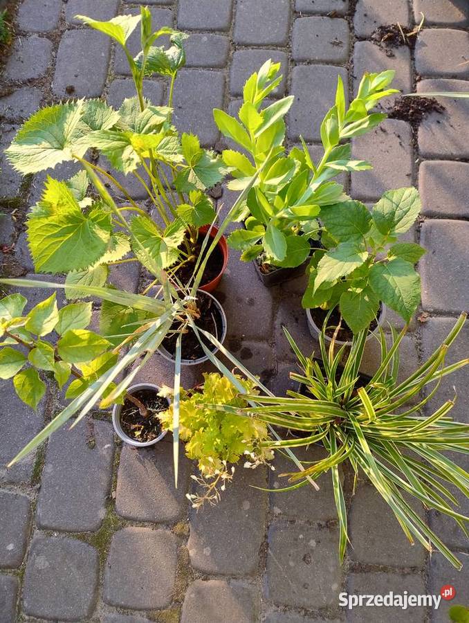 Nadwyżki z ogrodu zestaw Nisko sprzedam