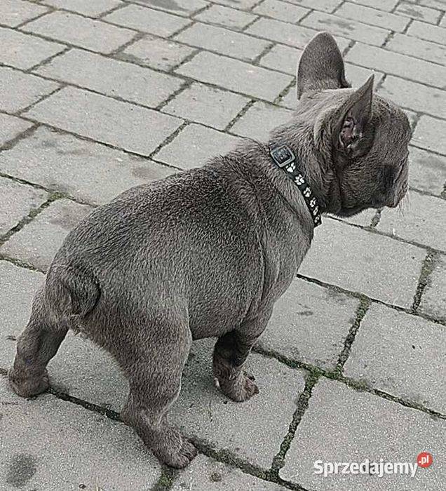 Piesek Buldog francuski niebieski BLUE Padew Narodowa