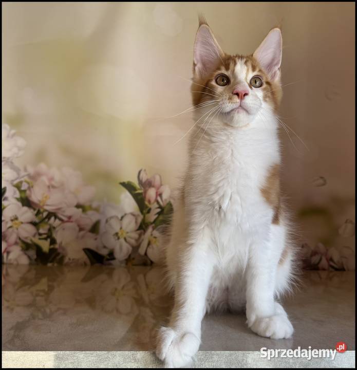 Kocurek Maine Coon Windor Już do odbioru Maine Coon małopolskie Kraków