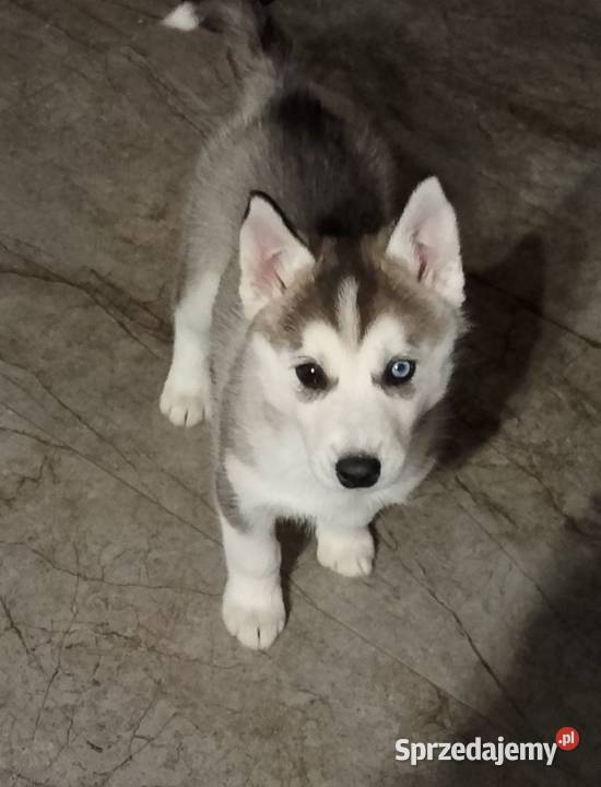 Sunia Syberian Husky