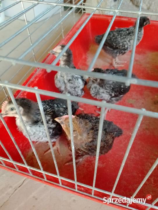 Sprzedam kogutki 5tyg lubelskie