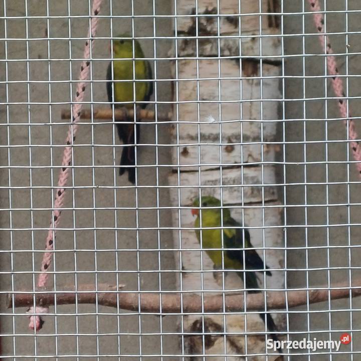 Papugi górskie Łask