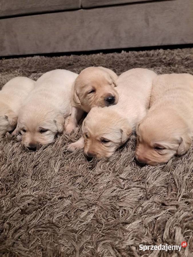 Labrador Retriever szczeniaki Tarnów