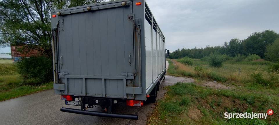 Man Tgl 12240 do przewozu zwierzątbydłażywca Radziejowice