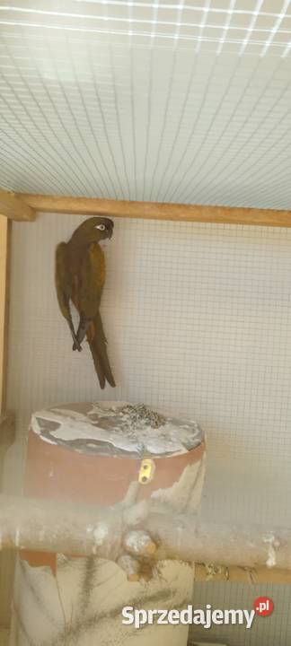 Patagonki para Biała sprzedam