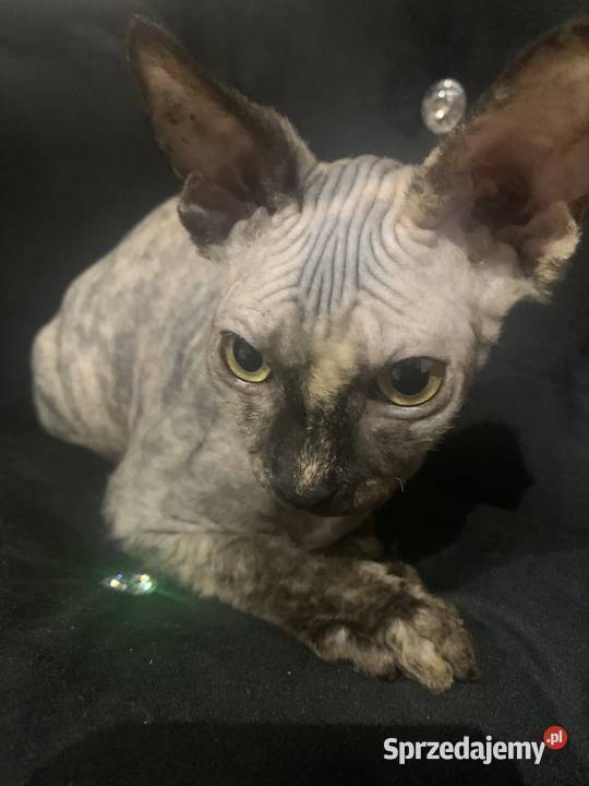 Sfinks Kanadyjski Diablica do odbioru Sfinks Leszno