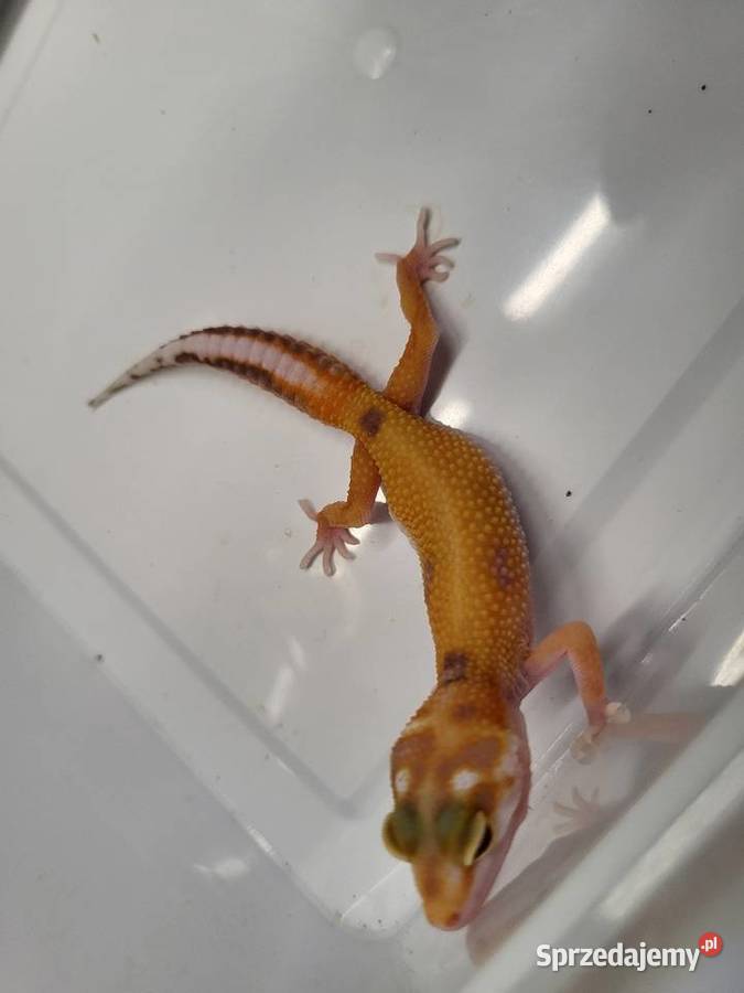 Gekon Lamparci różne Sklep Zoologiczny śląskie Katowice sprzedam