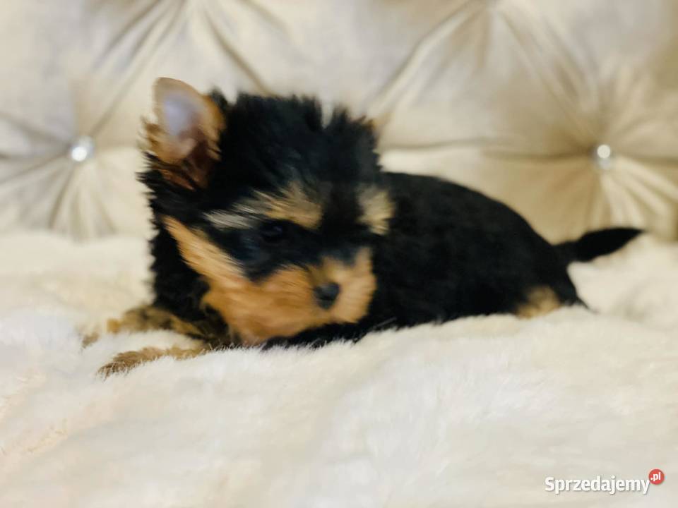 York Piękny Rey Cudeńko wymagających Wrocław