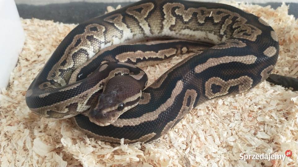 Pyton regius Wąż królewski Samce samice Lublin