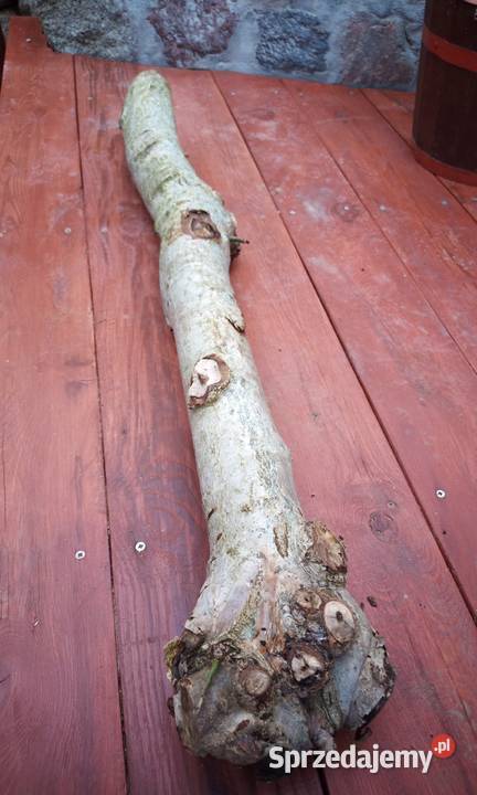 Drewno orzecha 1m75 Gościcino