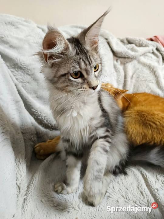 Kotka Maine Coon z rodowodem FPL Opal Wonder Czempiń