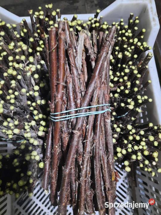 Sztobry porzeczki czerwona czarna Pozostałe Lublin