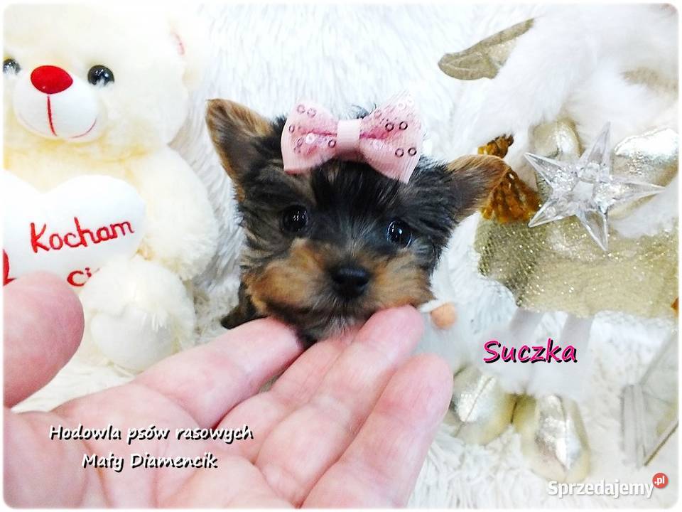 Mini XS Malutka Suczka Yorkshire Terrier Do Żary