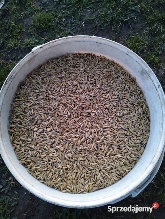 Sprzedam owies centrali Zboża Wola Blakowa