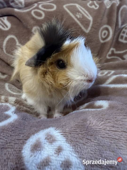 świnka morska cavia domowa SAMICA małopolskie Koszyce Wielkie