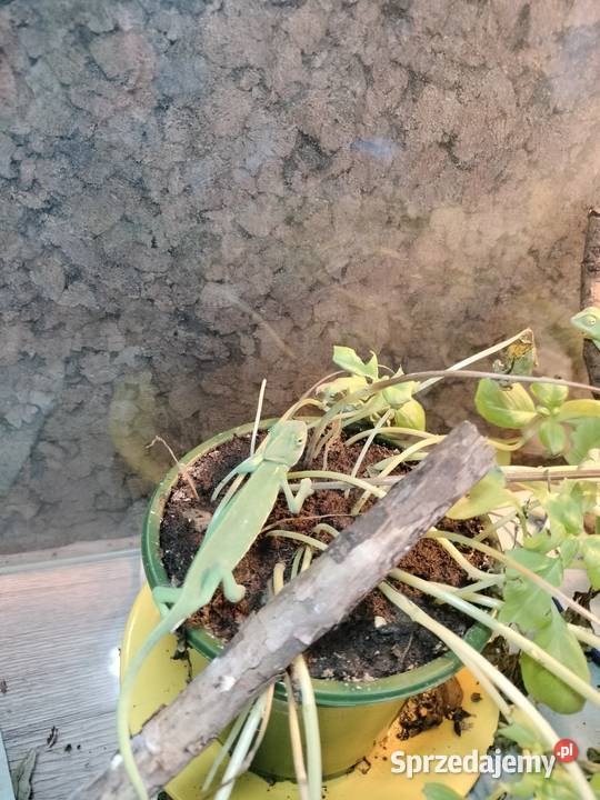 Młode kameleony sprzedam