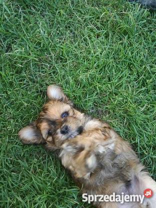 Szczeniaki mieszaniec shih tzu i york sprzedam