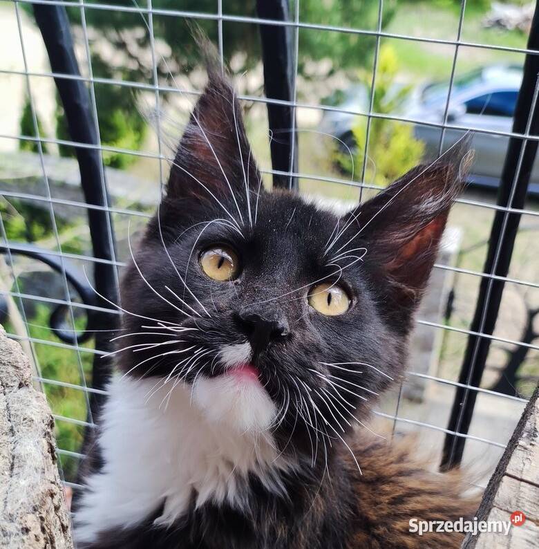 Czarno biały kocurek Maine Coon Oreo FPL Maine Coon pomorskie Gdańsk