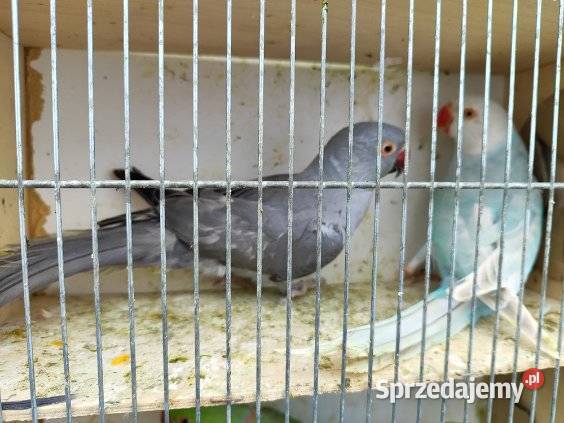 Papugi różne gatunki Bochnia sprzedam