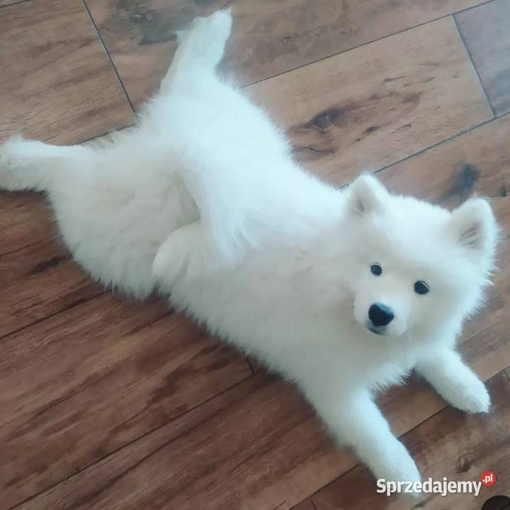 Samoyed szczeniaki FCI Odbiór Mikołaj Święta Kęty