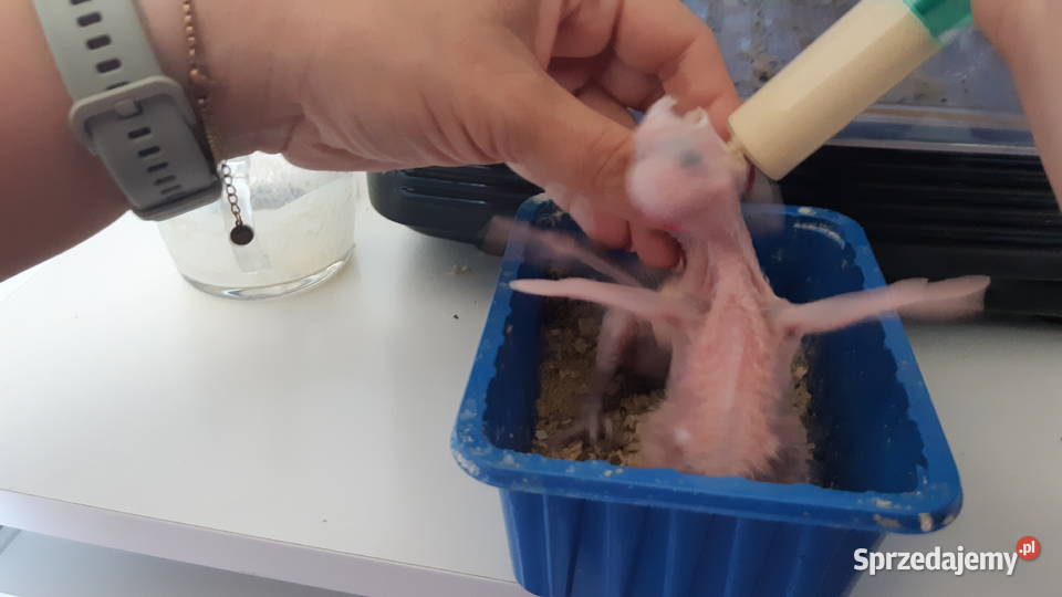 barwinki sprzedam do ręcznego karmienia Dąbrowa Górnicza