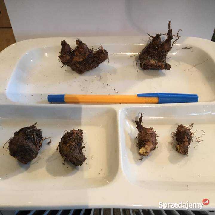 caladium bulwy Warszawa