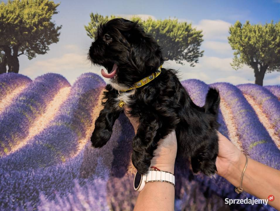 Szczenięta shih tzu z genem blue Zawiercie sprzedam