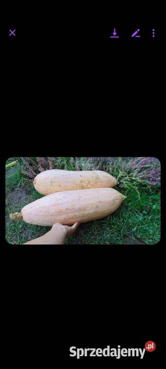 Nasiona Dynia bezłupinowa bananowa stara odm z Kraków