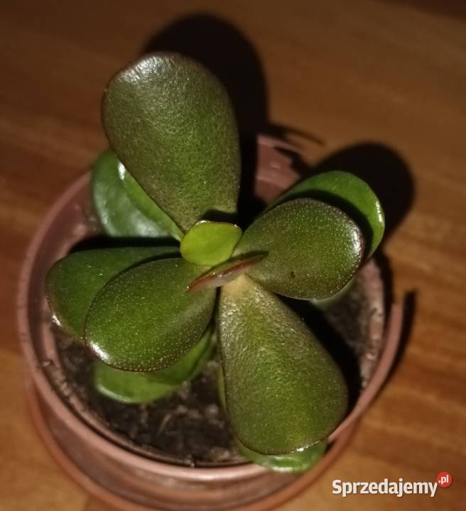 Grubosz crassula roślina rosnąca 2 Warszawa