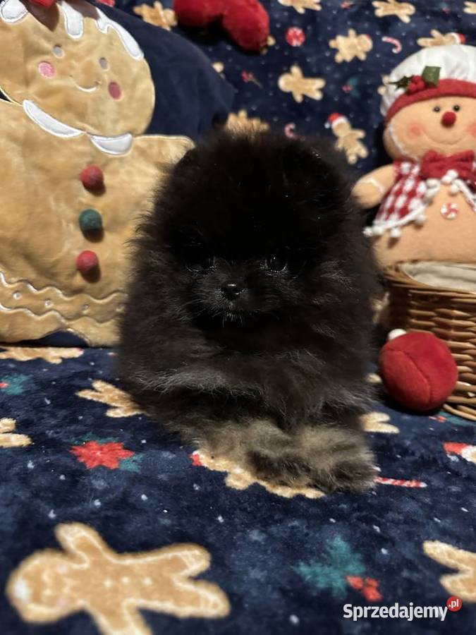 Szpic MiniaturowyPomeranian maluszek blaktan Warszawa