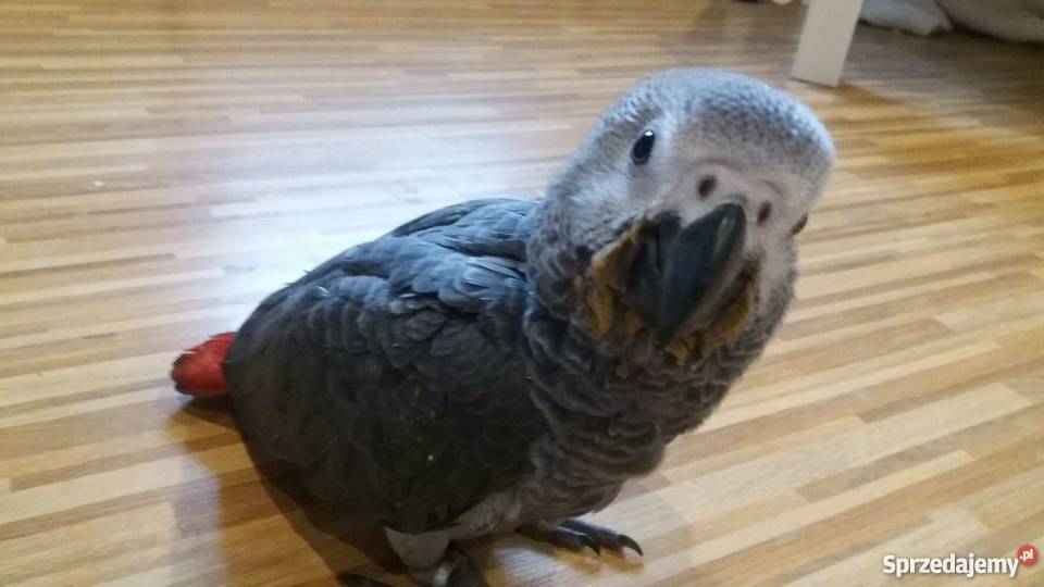 Żako Papuga Łódź