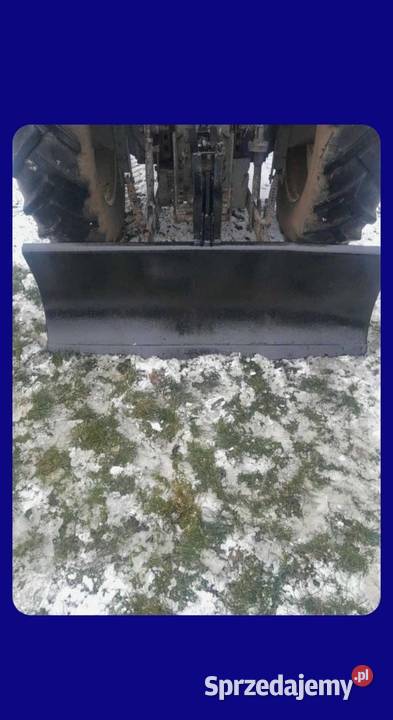 sprzedam pug śnieżny