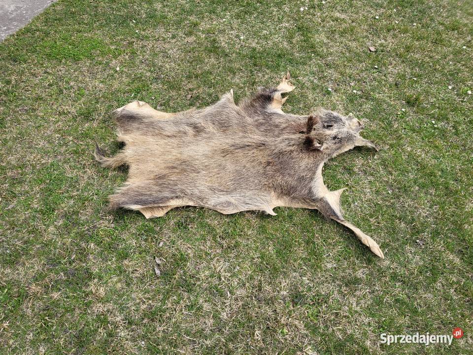 Wyprawiona skóra z dzika 130 x 80 Pozostałe Włodawa