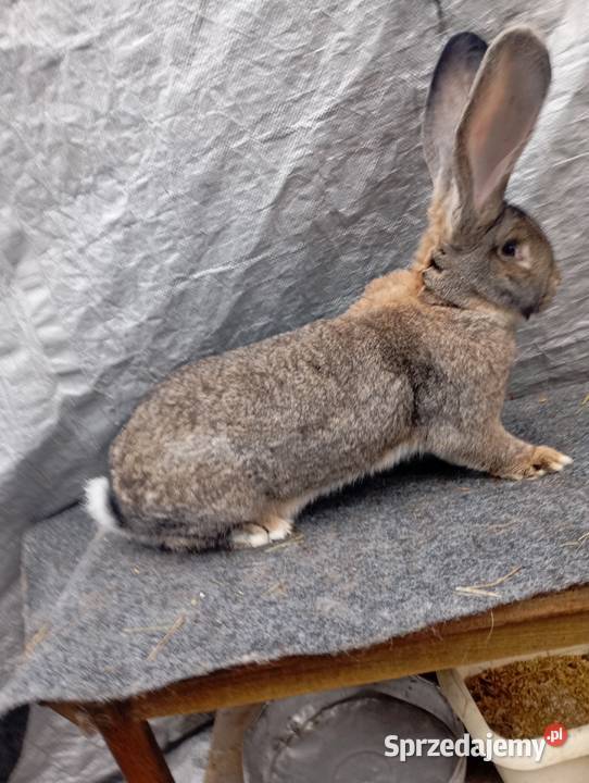 Sprzedam samca olbrzymia belgijskiego szarego z Izbica-Wieś