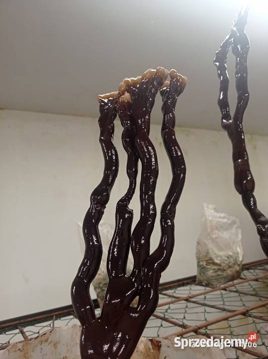 SHITAKE Pozostałe Zdrowie i Uroda Dolice