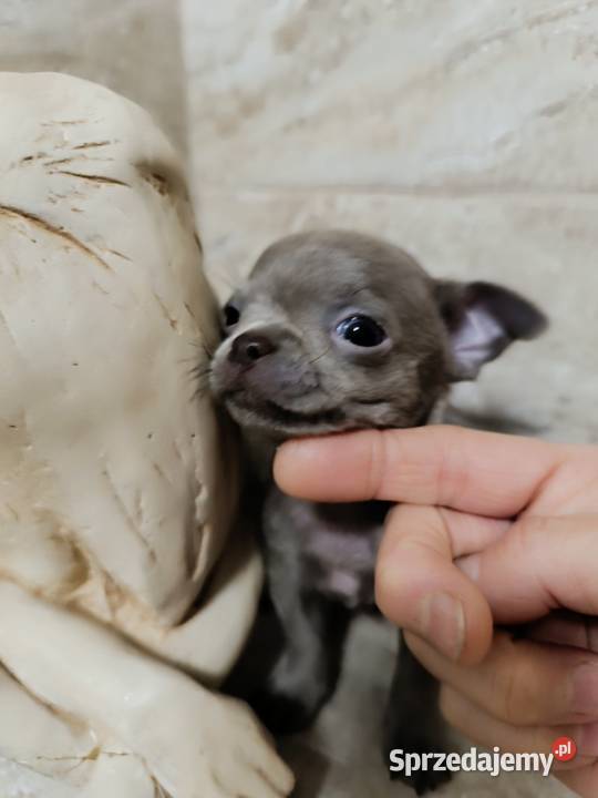 Chihuahua liliowy Warszawa