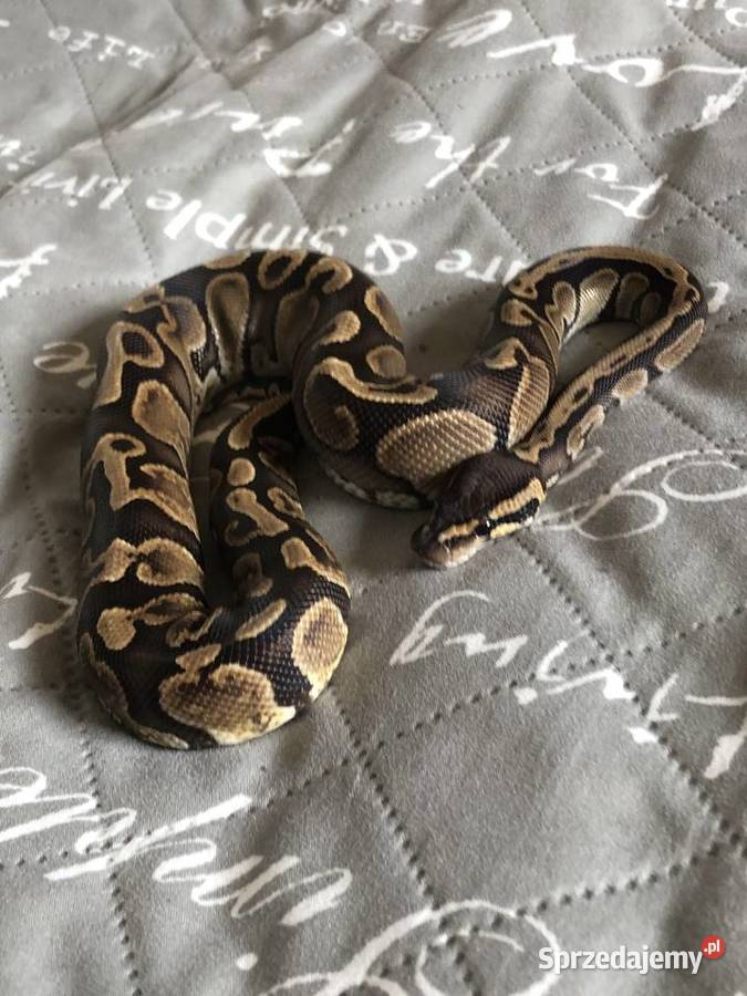Pyton Królewski 10 GHI Het Clown Biała Podlaska