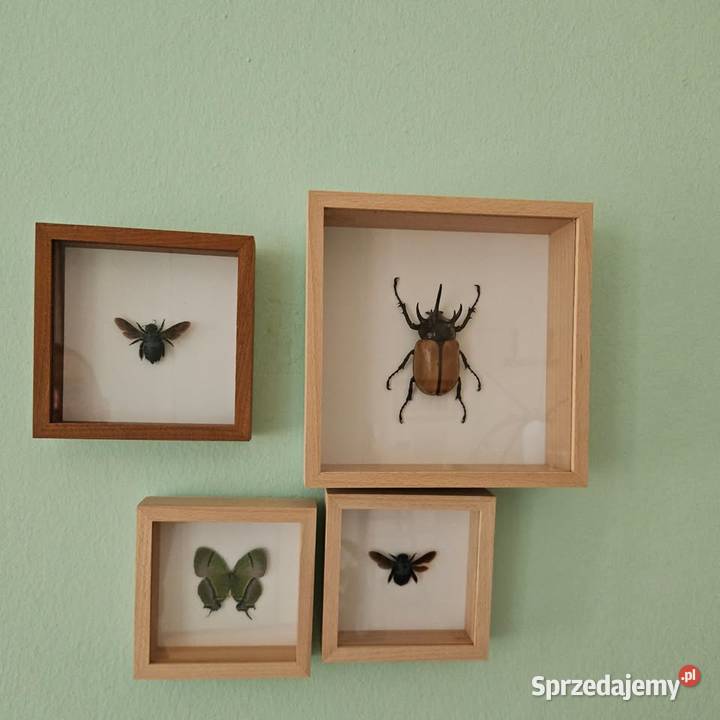 Ozdoby owady w ramkach prawdziwe motyl niebieska Mrągowo
