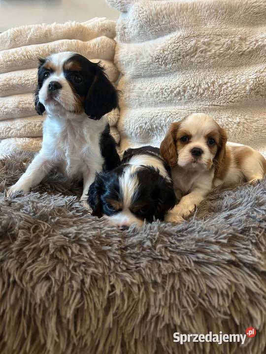 Cavalier King Charles Spaniel szczeniaki na Olsztyn