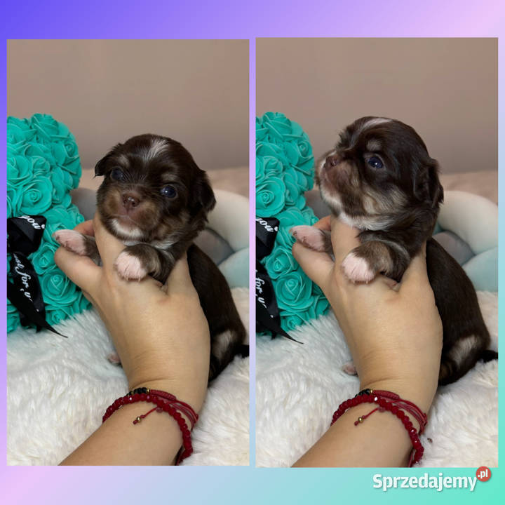 Chihuahua piesek długowłosy tricolor czekoladowy łódzkie Bełchatów sprzedam