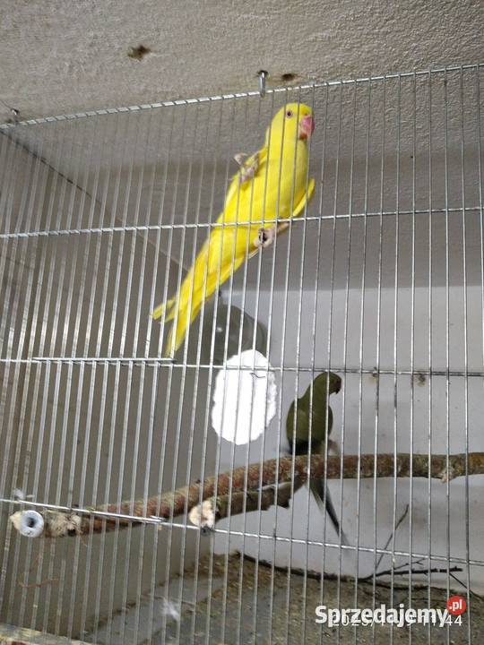 Aleksandertta obrożna sprzedam Świerklany