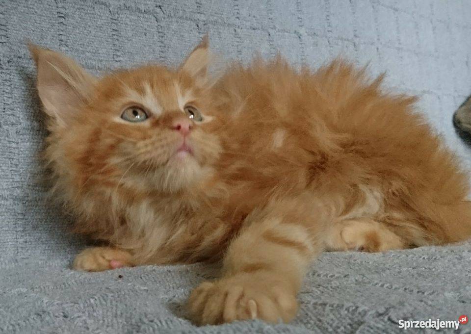 maine coon kocurek rudy Rudi Orbita Lubin