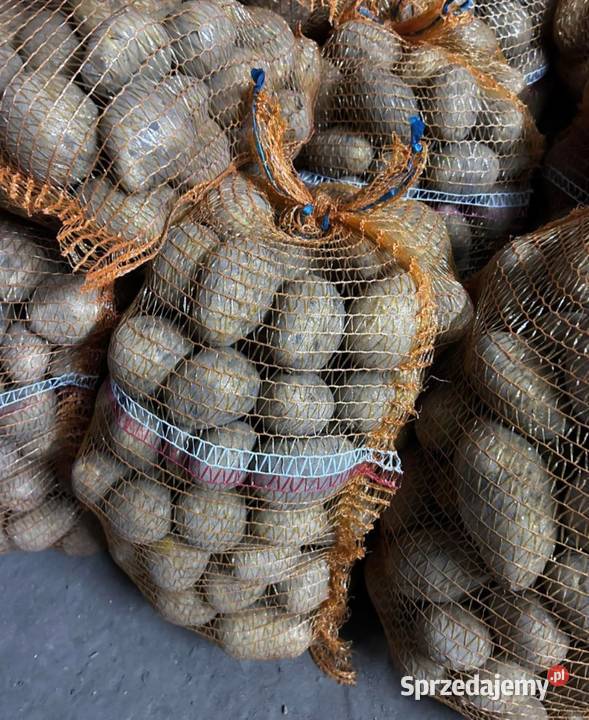 Ziemniaki Lilly z własnej uprawy Bielawa