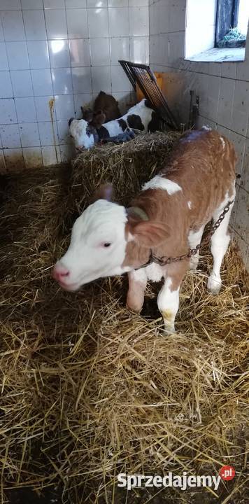Byczki i cieliczka Hłudno