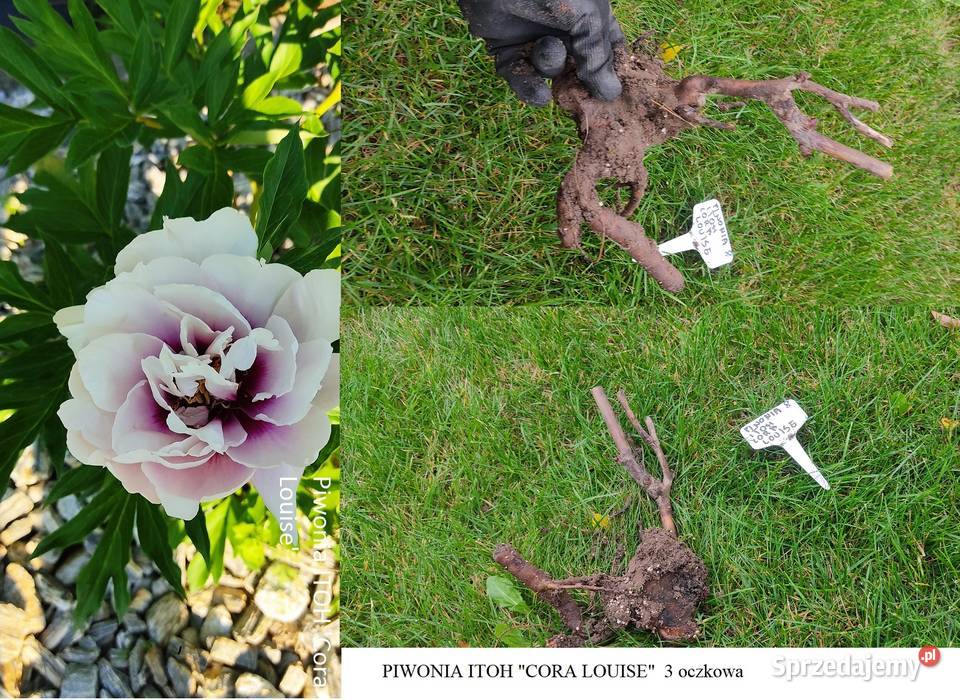 PIWONIA ITOH CORA LOUISE opolskie