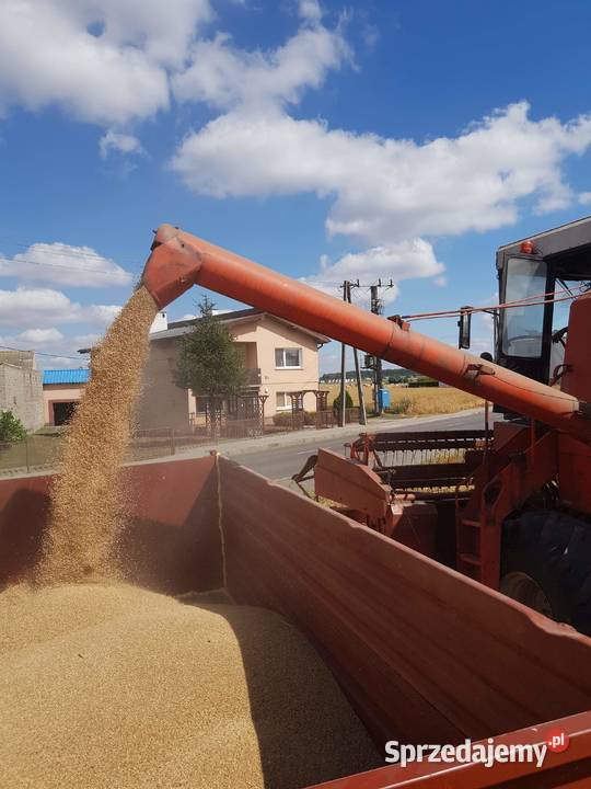 Kombajn zbożowy Bizon Super Kombajny Maszyny rolnicze Janków Przygodzki