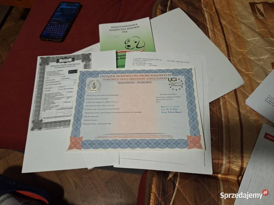 Akita Amerykańska Samiec reproduktor 5lat Wodzisław Śląski