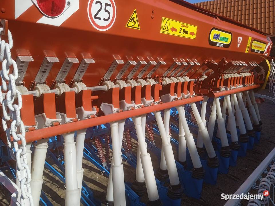 Siewnik poznaniak Świedziebnia